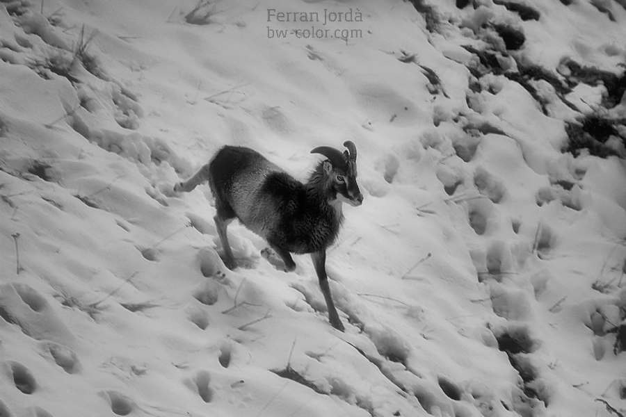 mouflon in winter / mufló a l'hivern